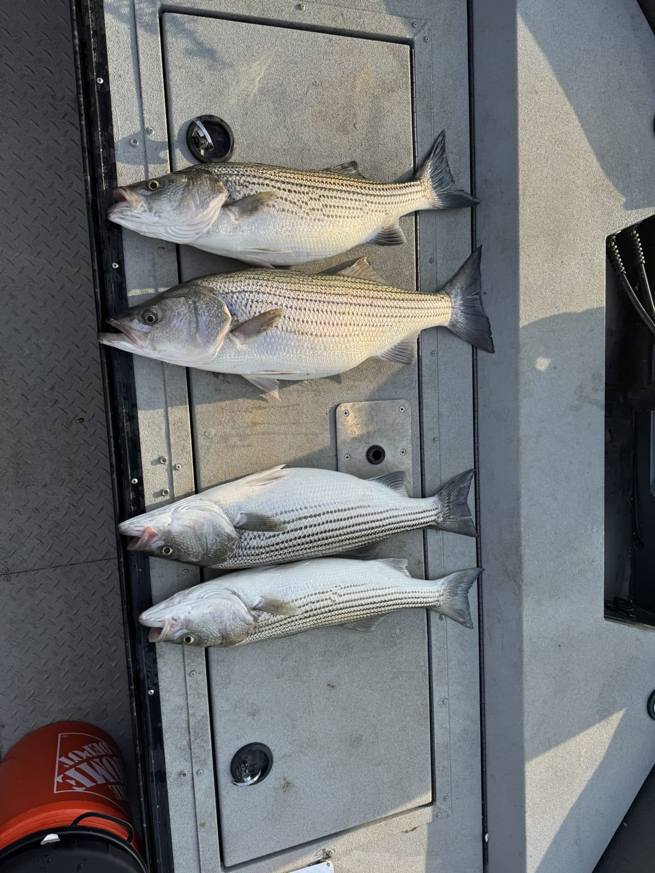 Stripers laid out along the gunwale