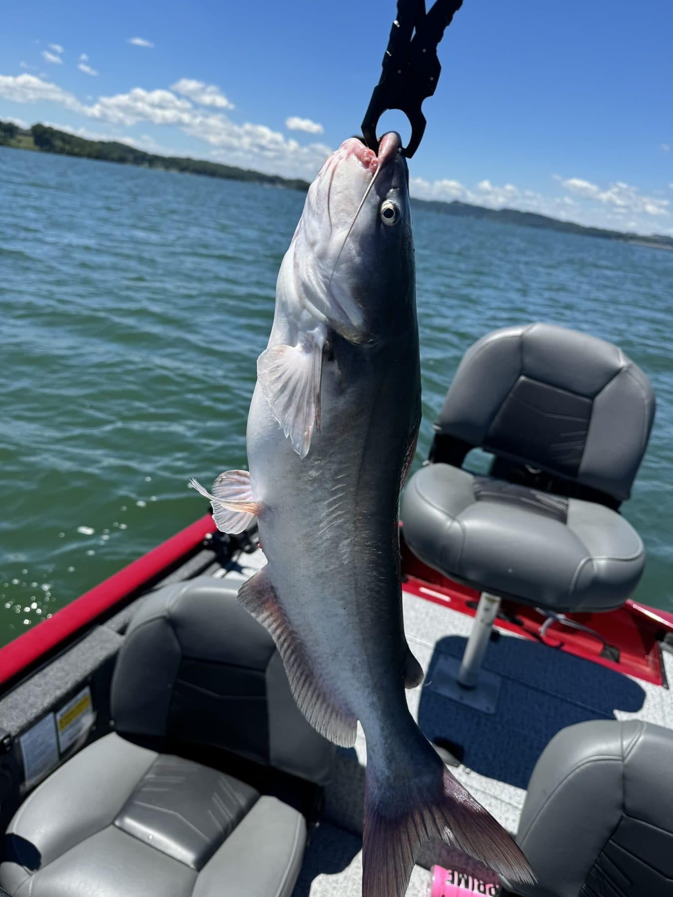 A blue catfish they come over the rail too