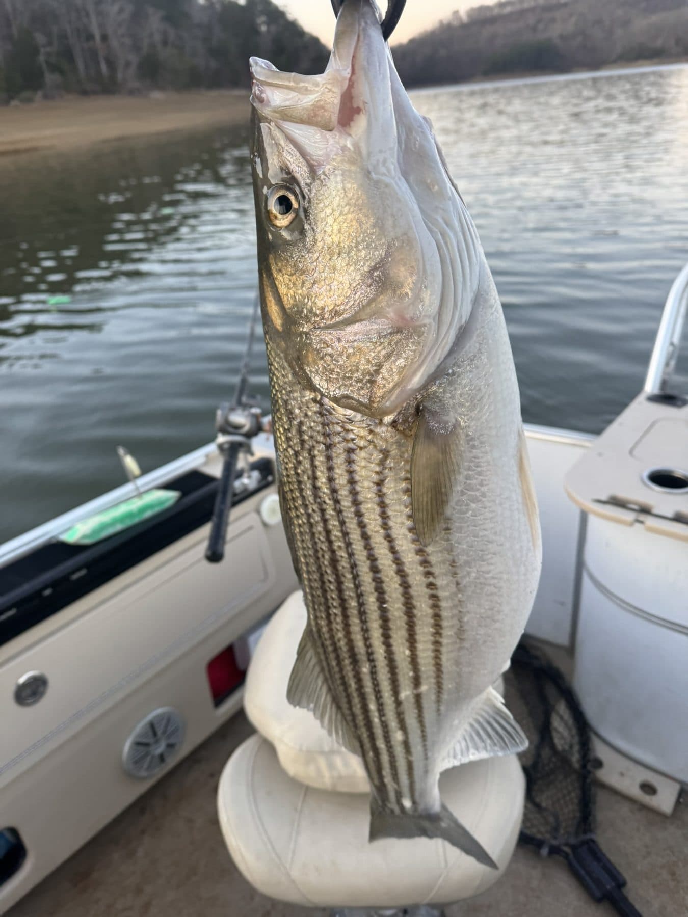 A deep bodied striper