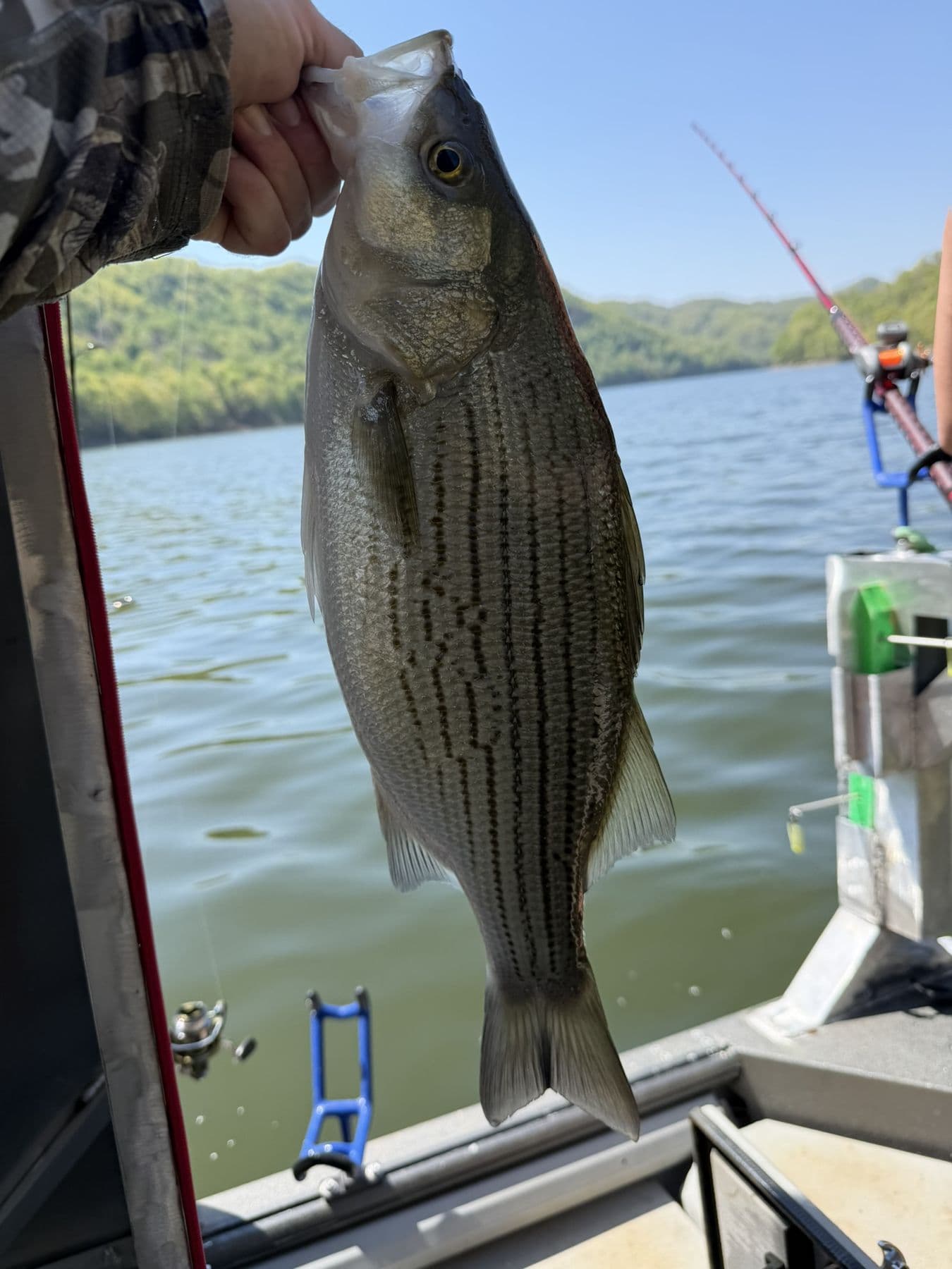 A clean striper on the gunwale