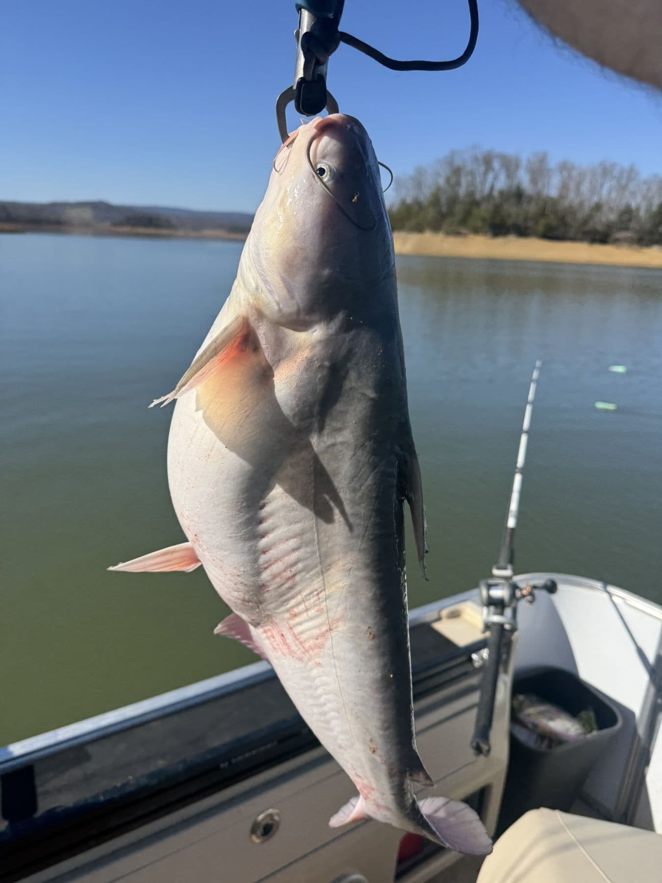 A striper hanging over the rail