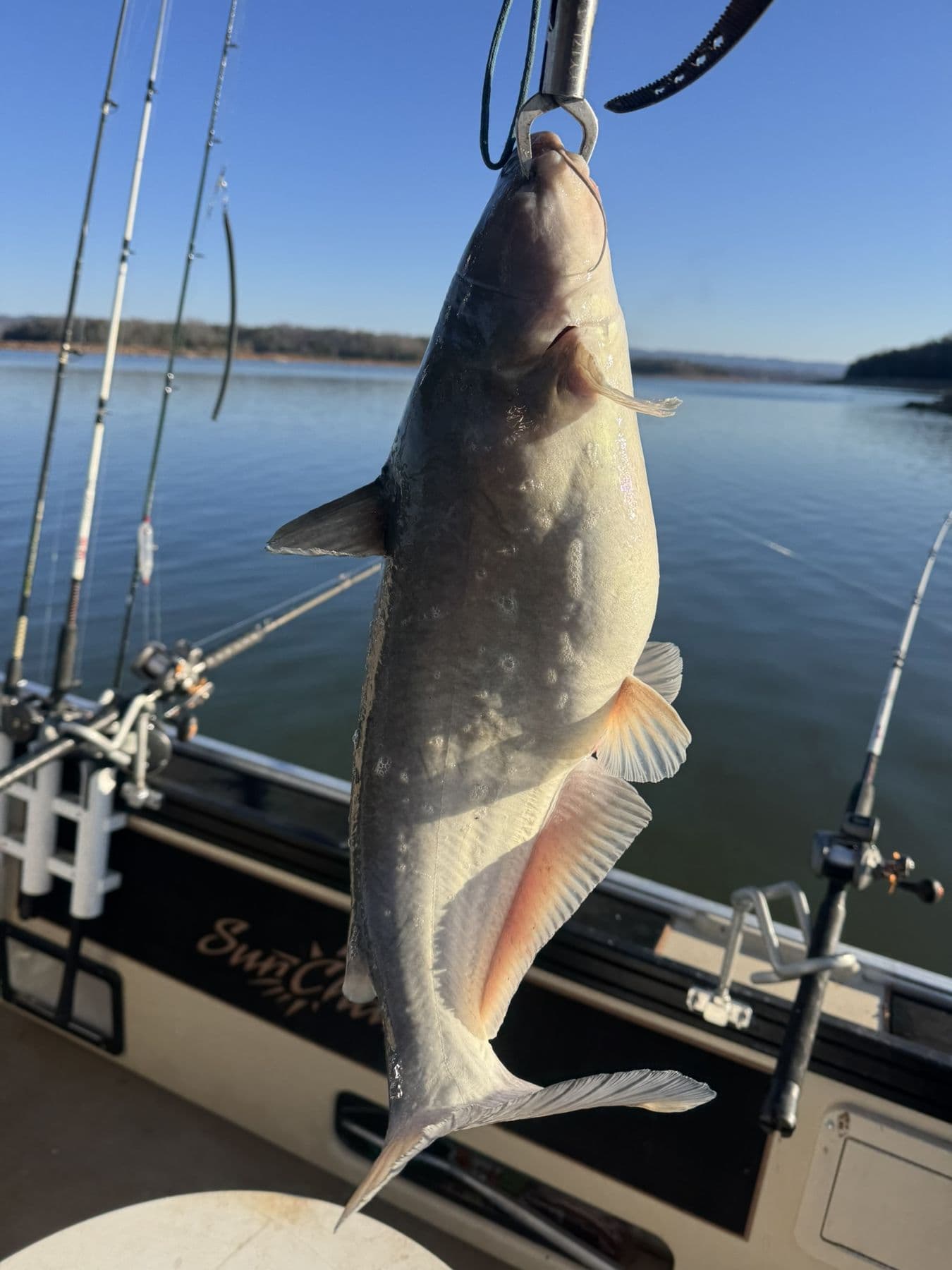 A catfish that pulled hard