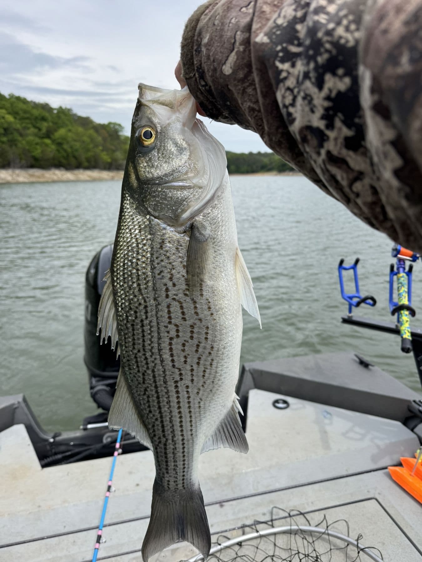 A striper worth the early alarm